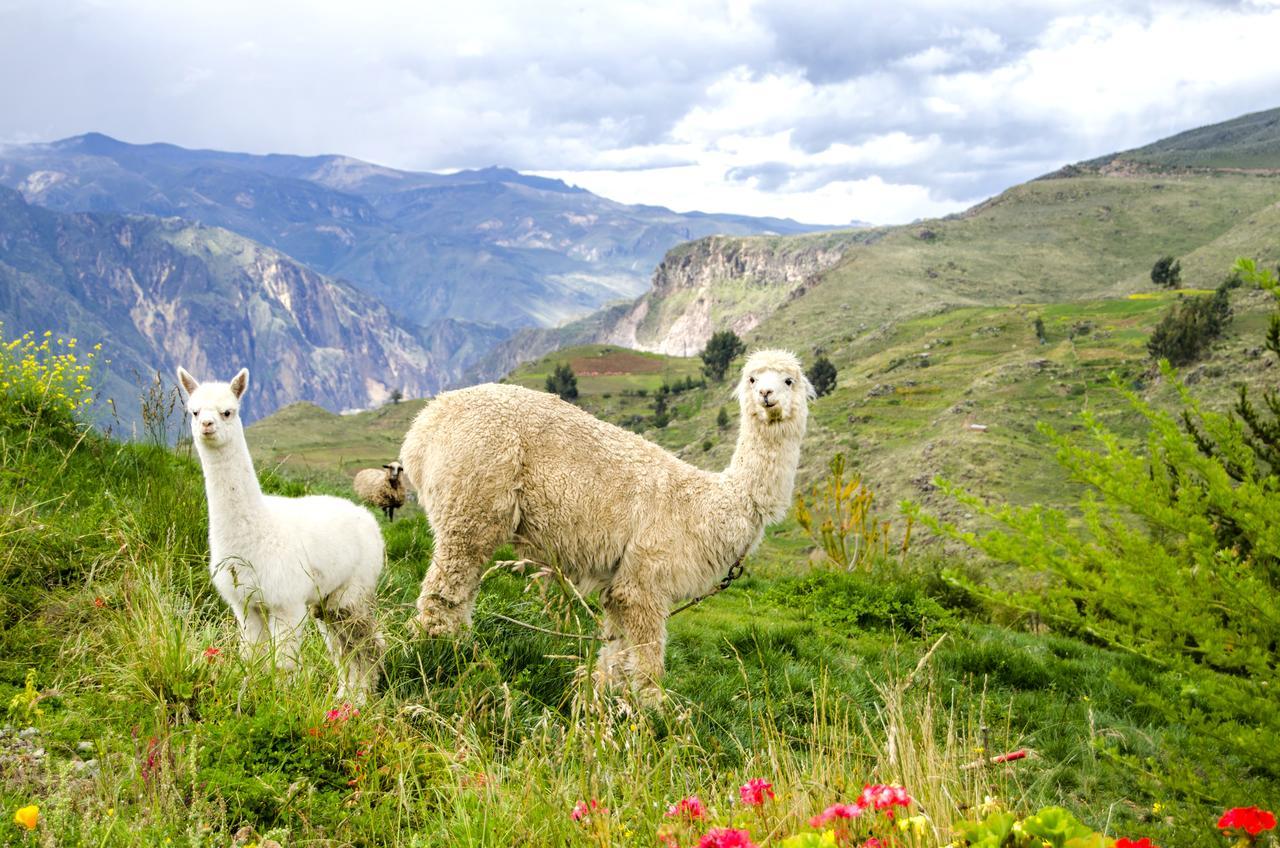 La Granja Del Colca Villa กาบานากอนเด ภายนอก รูปภาพ